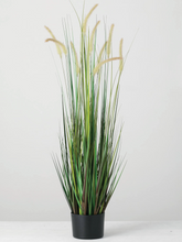 Tall Potted Dogtail Grass