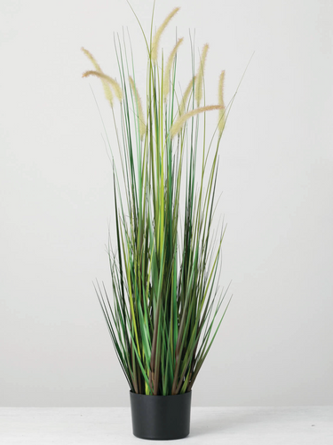 Tall Potted Dogtail Grass