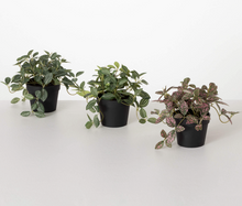 Potted Fittonia