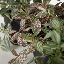 Potted Fittonia