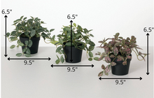 Potted Fittonia