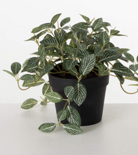 Potted Fittonia