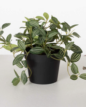 Potted Fittonia