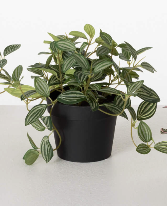 Potted Fittonia