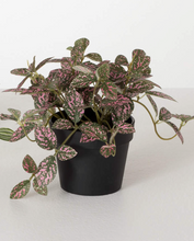 Potted Fittonia