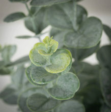 Potted Faux Eucalyptus Bush