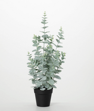 Small Potted Eucalyptus Tree