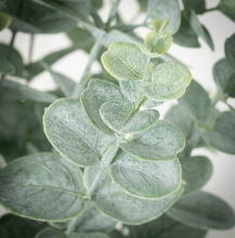 Small Potted Eucalyptus Tree