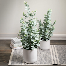 Small Potted Eucalyptus Tree