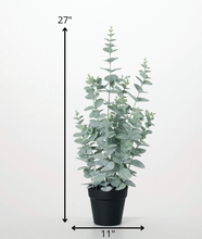 Small Potted Eucalyptus Tree