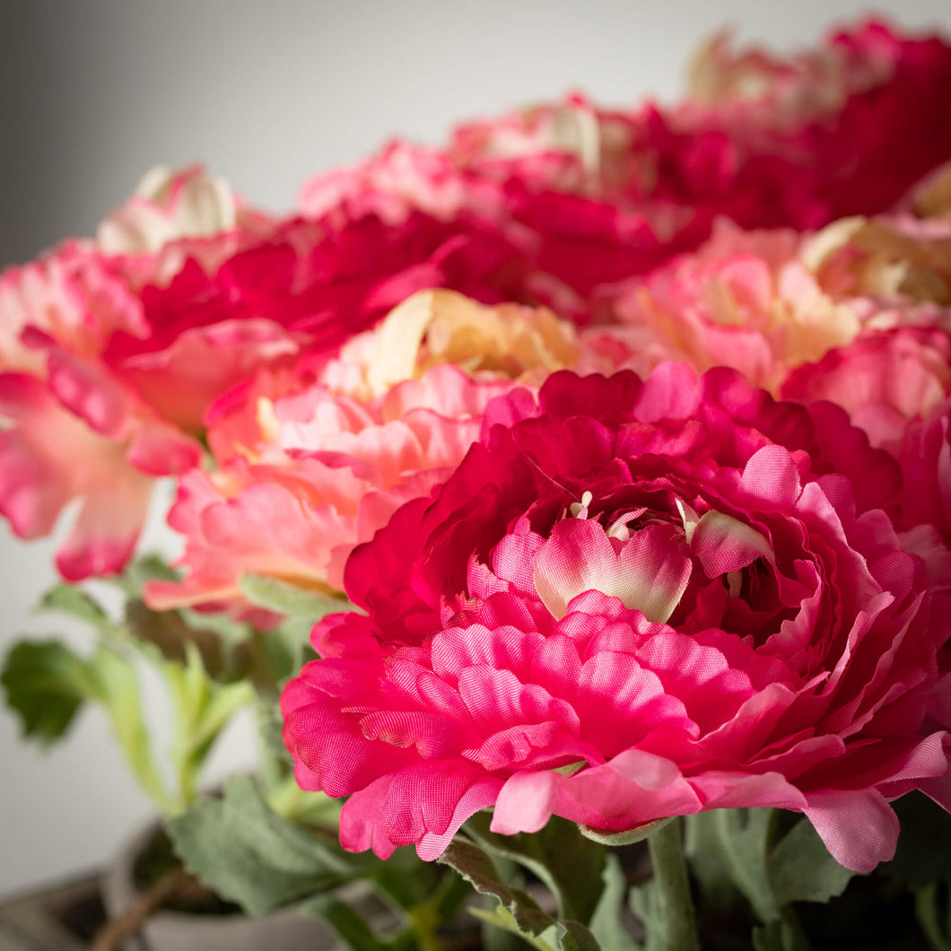potted peony plants Elegant Potted Pink Peony – Ginger's Uptown
