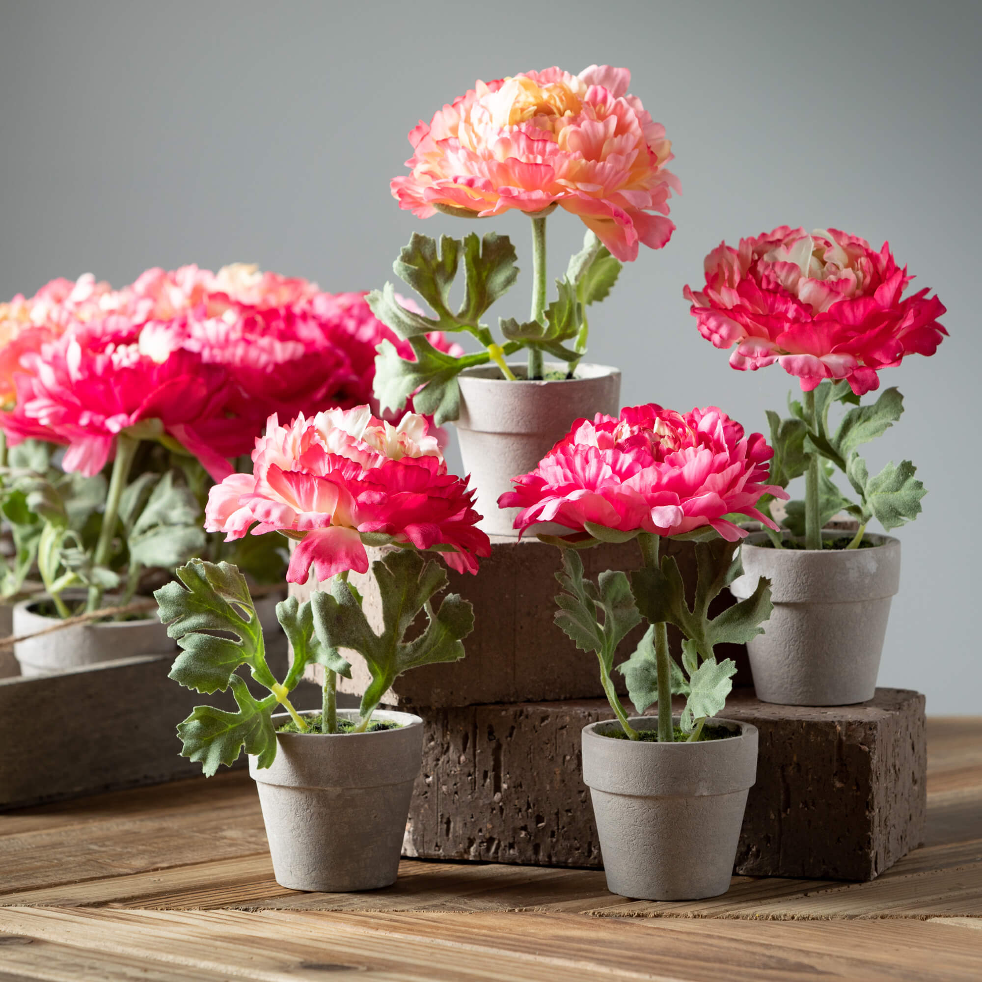 Elegant Potted Pink Peony - Thumbnail 4