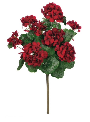 Red Geranium Bush