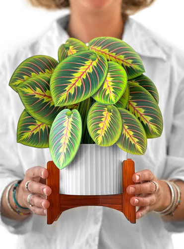 FreshCut Paper Pop-Up Prayer Plant