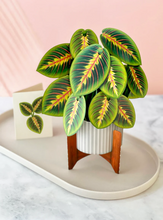 FreshCut Paper Pop-Up Prayer Plant