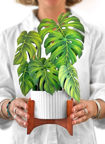 FreshCut Paper Pop-Up Monstera Plant