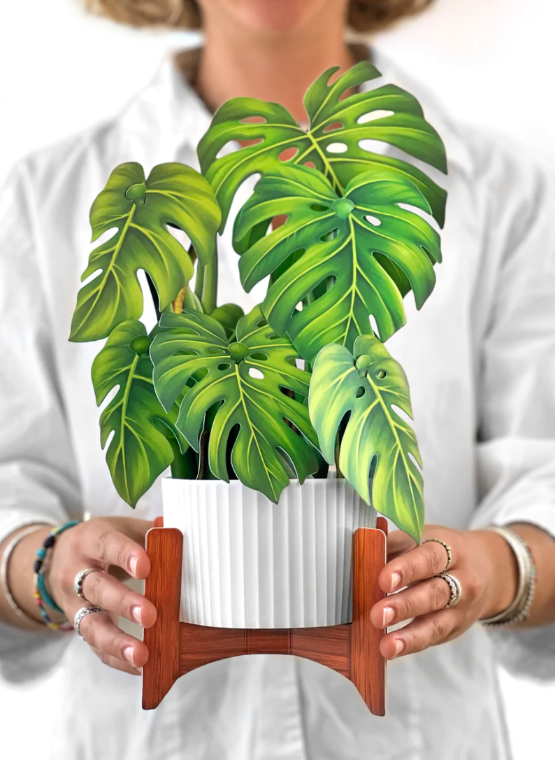 paper monstera plant FreshCut Paper Pop-Up Monstera Plant