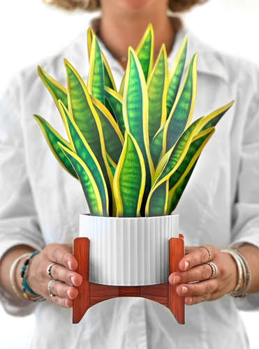 FreshCut Paper Pop-Up Snake Plant