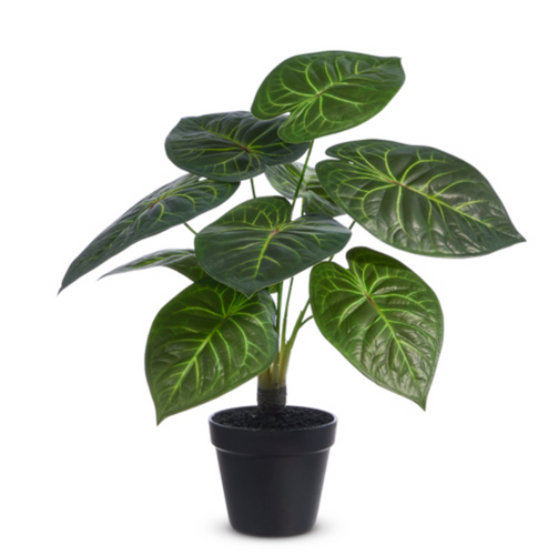 Potted Philodendron