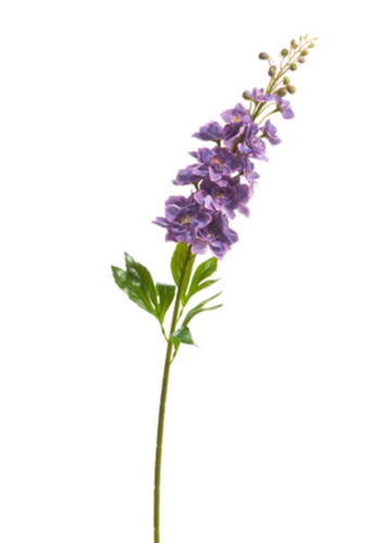 Delphinium Stem