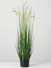 Short Potted Dogtail Grass