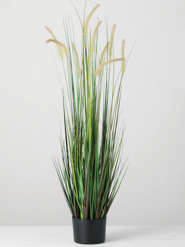 Short Potted Dogtail Grass