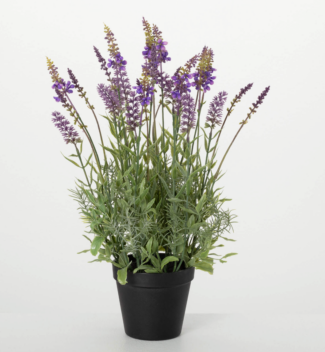 large potted lavender plant Black Potted Lavender Plant – Ginger's Uptown