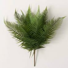 Graceful Fern Bush