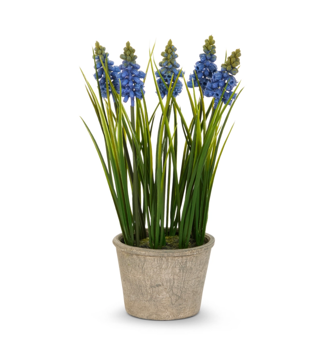 Potted Blue Grape Hyacinth