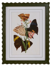Butterfly Framed Wall Art