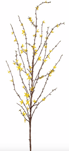 Forsythia Stem