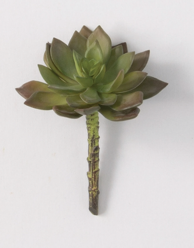 Echeveria Pick