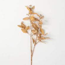 Soft Amber Brown Eucalyptus Stem